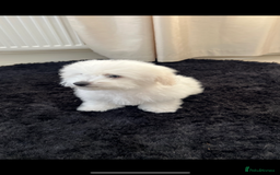 Bichon Frise dogs for sale: Pure Bichon Frise - Image 23