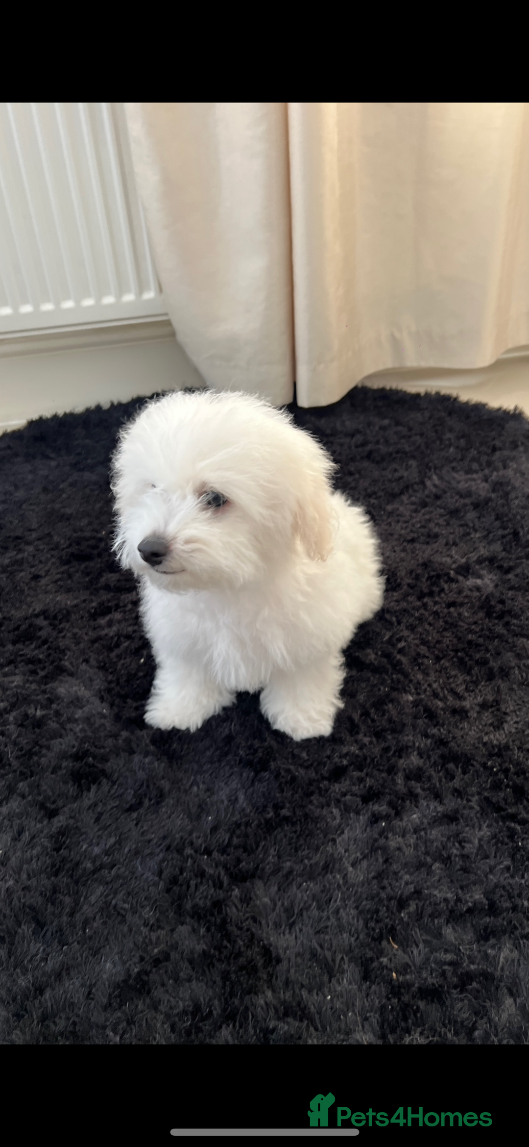 Bichon Frise dogs for sale: Pure Bichon Frise - Image 23