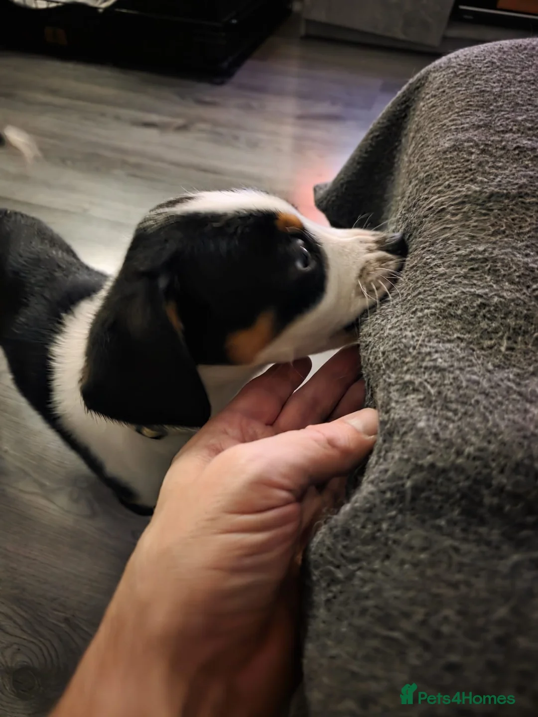 Mixed Breed dogs for sale: Border Collie x Huntaway in Alexandria - Advert 7