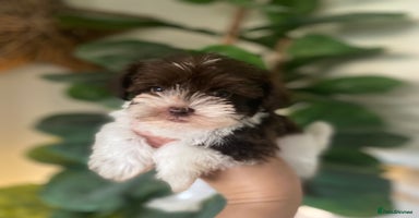 Miniature Schnauzer dogs - Advert 9