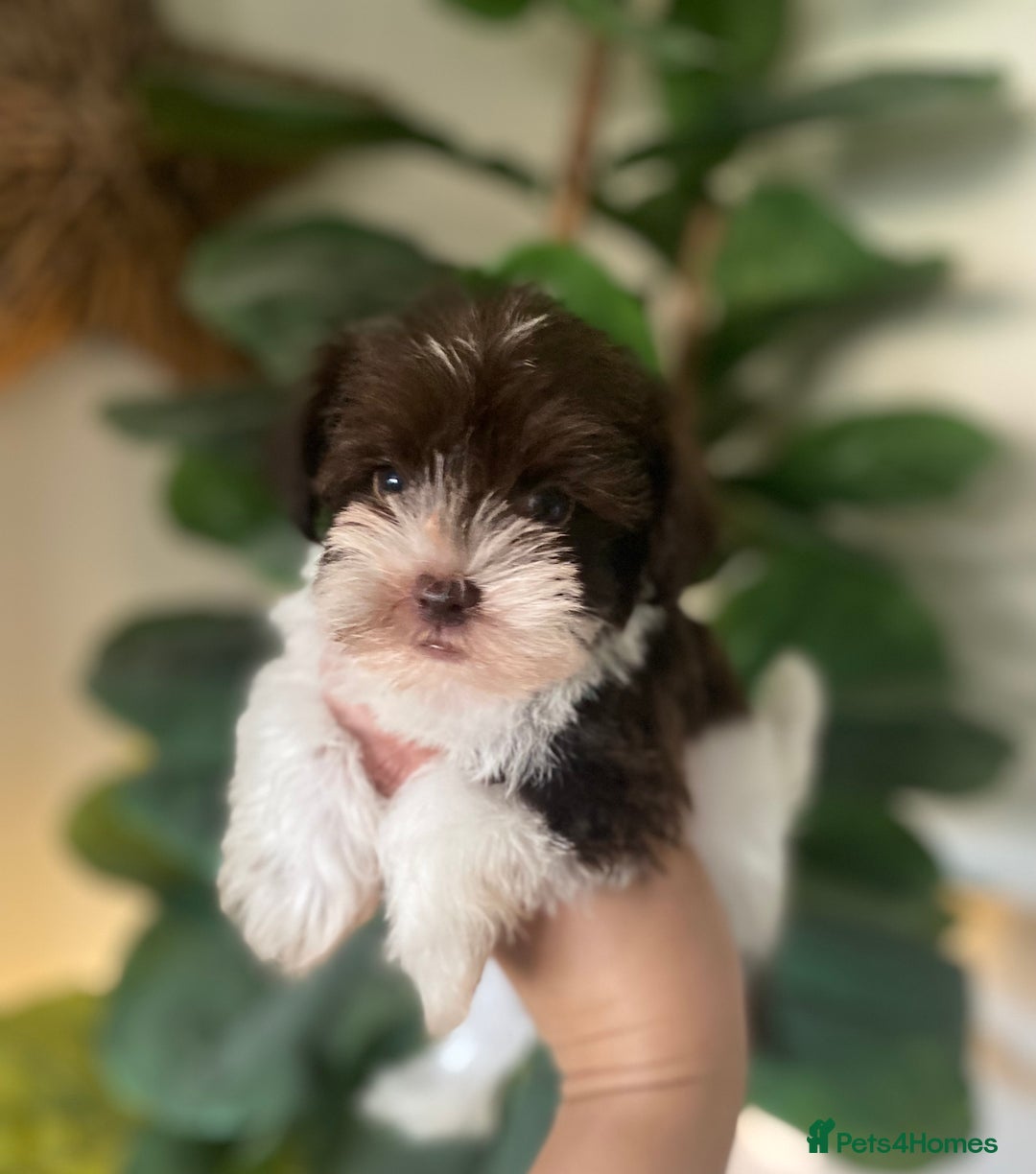 Miniature Schnauzer dogs for sale: KC BVA H/T Chocolate Parti Mini Schnauzer  - Image 5