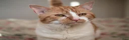 Mixed Breed cats for adoption: SANDI - Advert 3