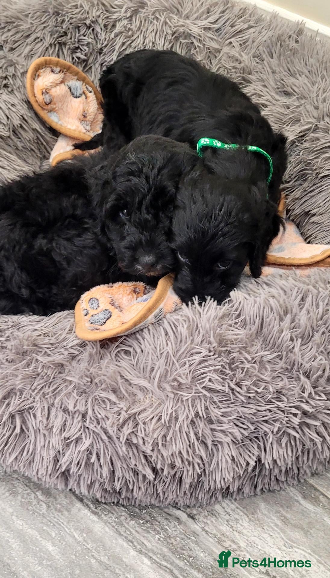 Cockapoo dogs F1 Cockapoo puppies PRA CLEAR Red - Advert 2