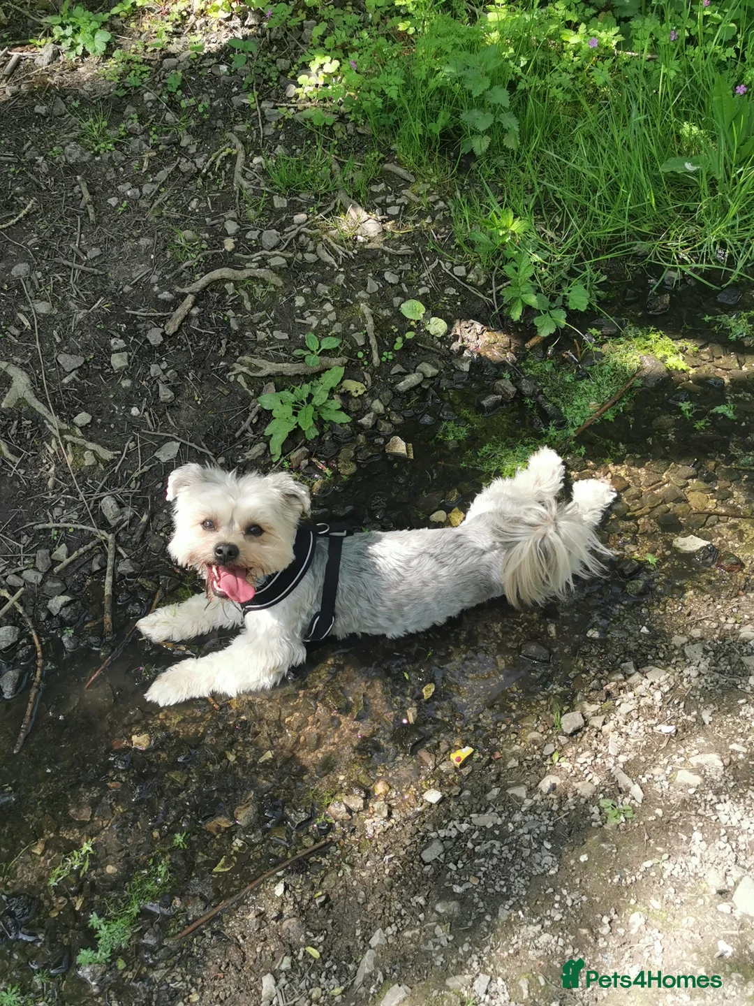 Morkie dogs for sale: Frankie - Advert 5