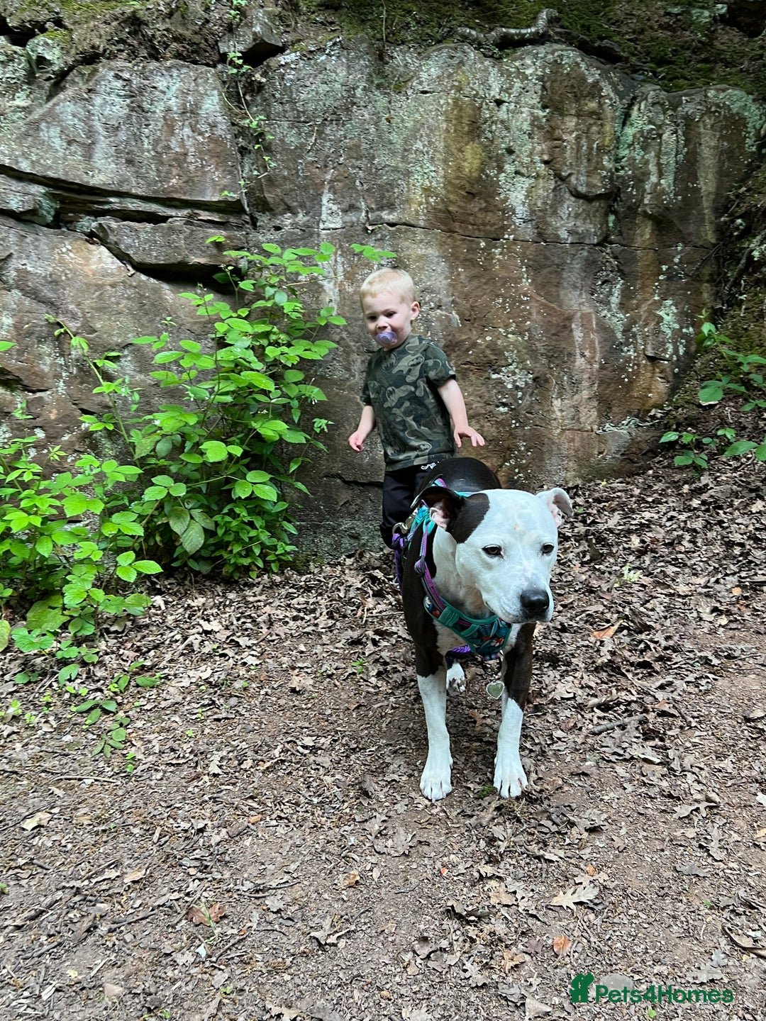 Staffordshire Bull Terrier dogs for sale: Fifi  - Advert 16