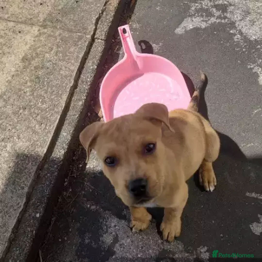 Rottweiler dogs for sale: Rottweiler - Advert 4