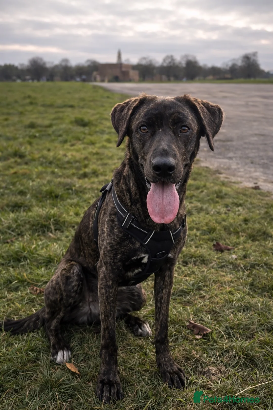 Mixed Breed dogs for sale: FREE TO GOOD HOME in Chippenham - Advert 3