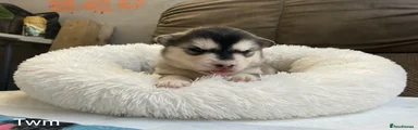 Pomsky Puppy 4