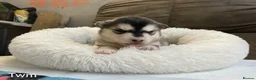 Pomsky dogs for sale: Pomsky puppies - Advert 2