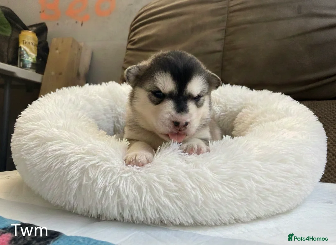 Pomsky dogs for sale: Pomsky puppies - Advert 2