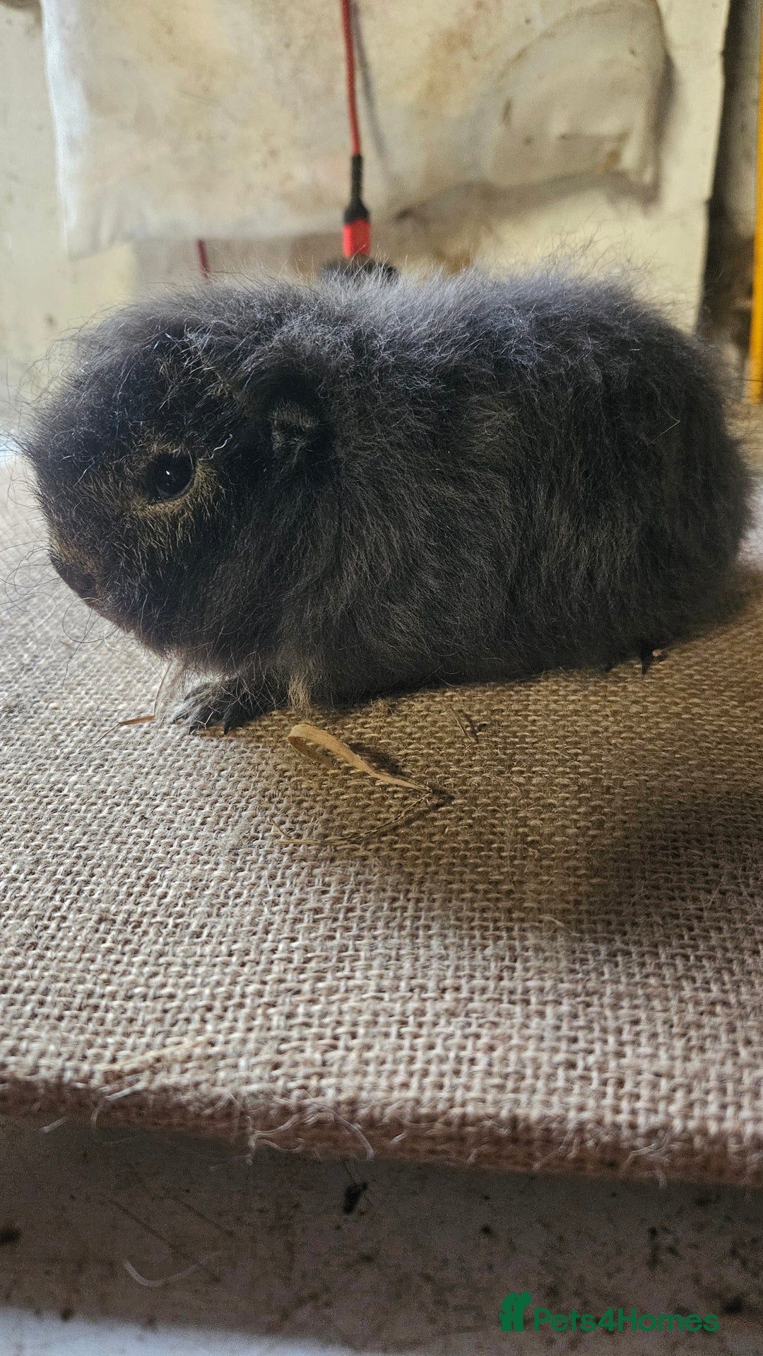 Guinea Pig rodents for sale: Rare swiss guinea pigs - Advert 7