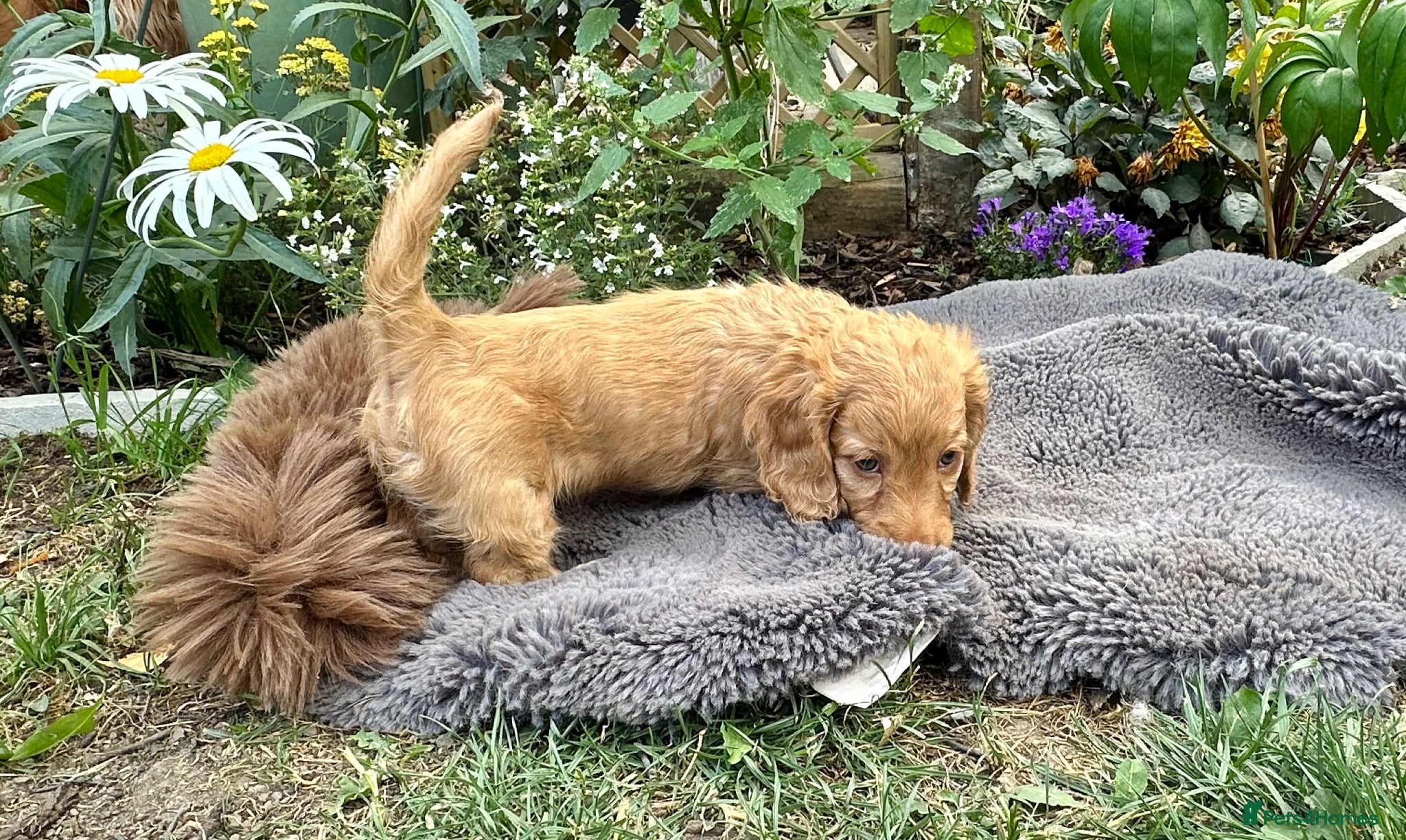 Miniature Dachshund dogs Adorable Cream Long Haired KC Miniature Dachshunds - Advert 16