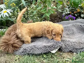 Miniature Dachshund dogs Adorable Cream Long Haired KC Miniature Dachshunds - Advert 16
