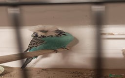 Budgerigars birds for sale: Exhibition Budgies - Image 1