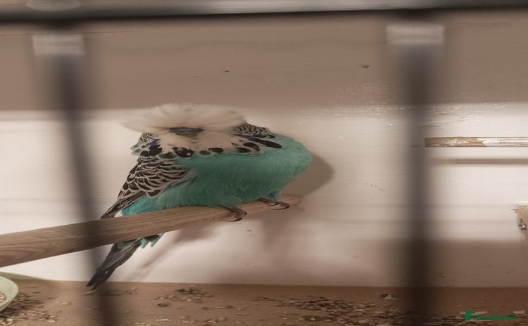 Budgerigars birds - Advert 1