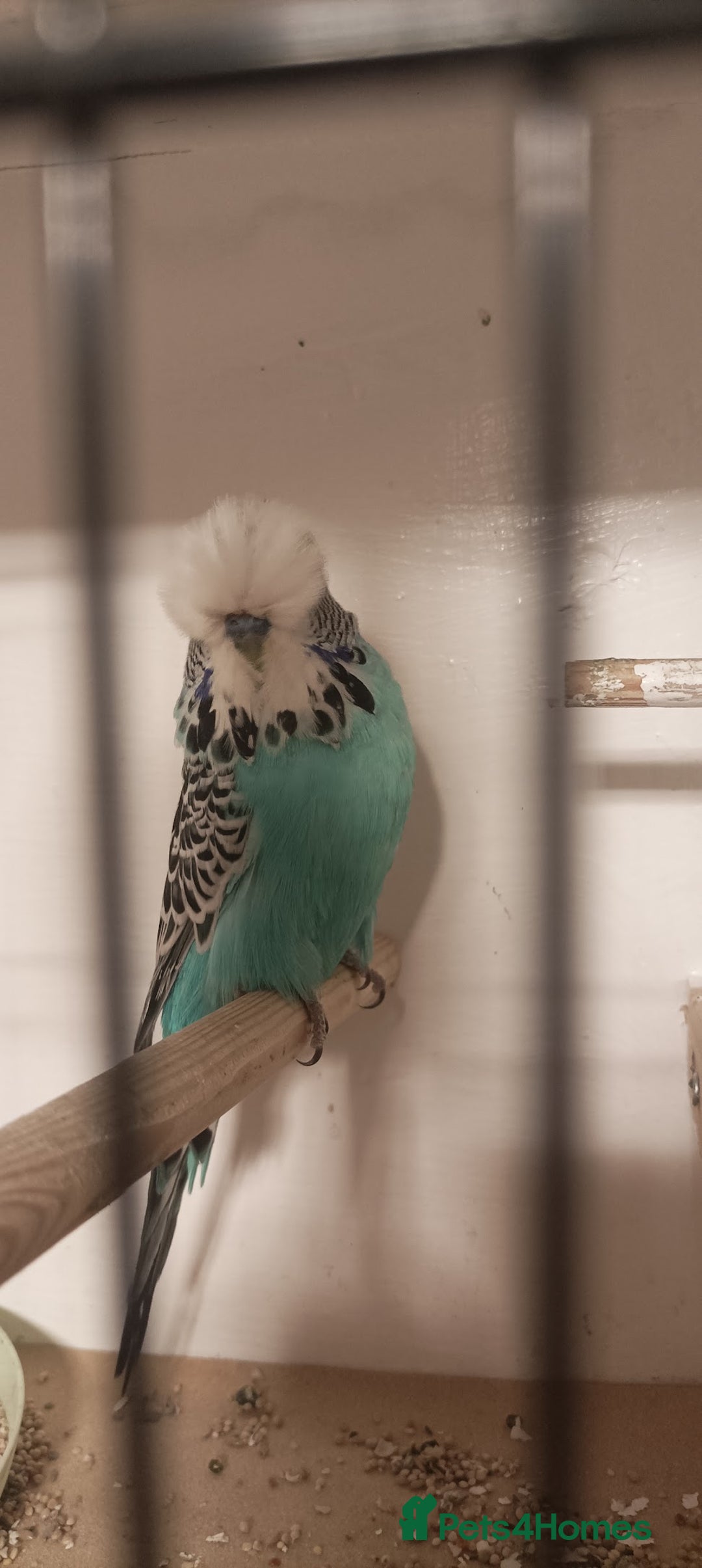Budgerigars birds for sale: Exhibition Budgies - Image 1