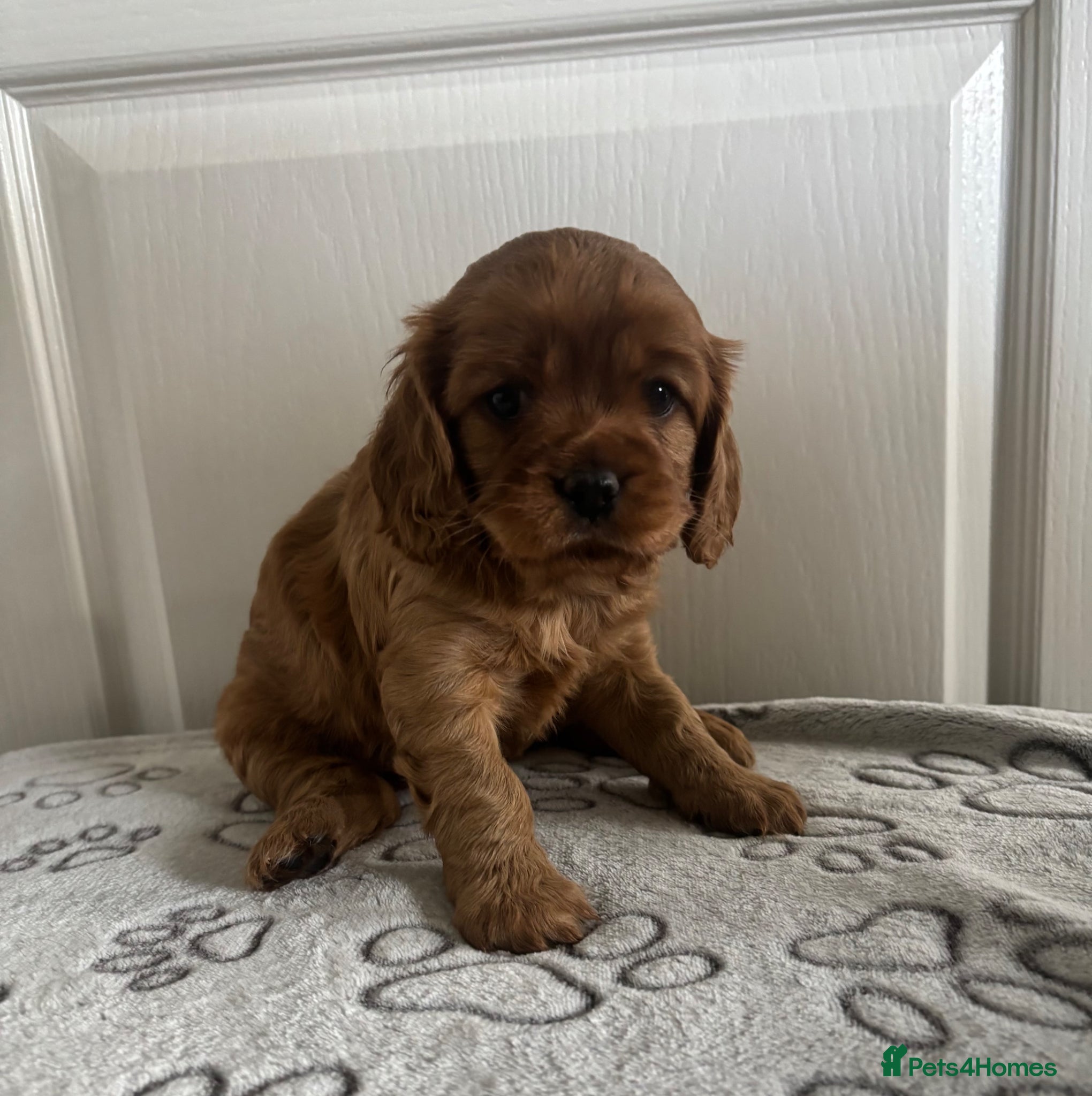 Cavapoo dogs Stunning full ruby cavapoo - Advert 1