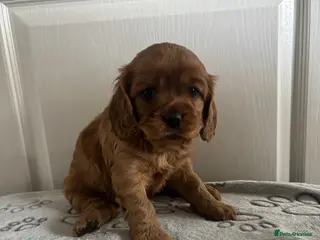 Cavapoo dogs Stunning full ruby cavapoo - Advert 1