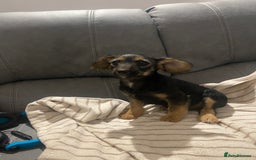 Jackapoo dogs for sale: Beautiful Jackapoo Puppy Black and Tan  - Image 1