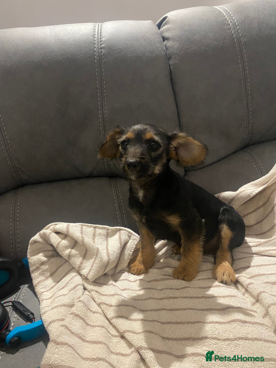 Jackapoo dogs for sale: Beautiful Jackapoo Puppy Black and Tan  - Image 1