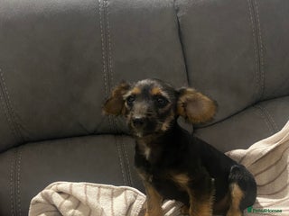 Jackapoo dogs for sale - Advert 1