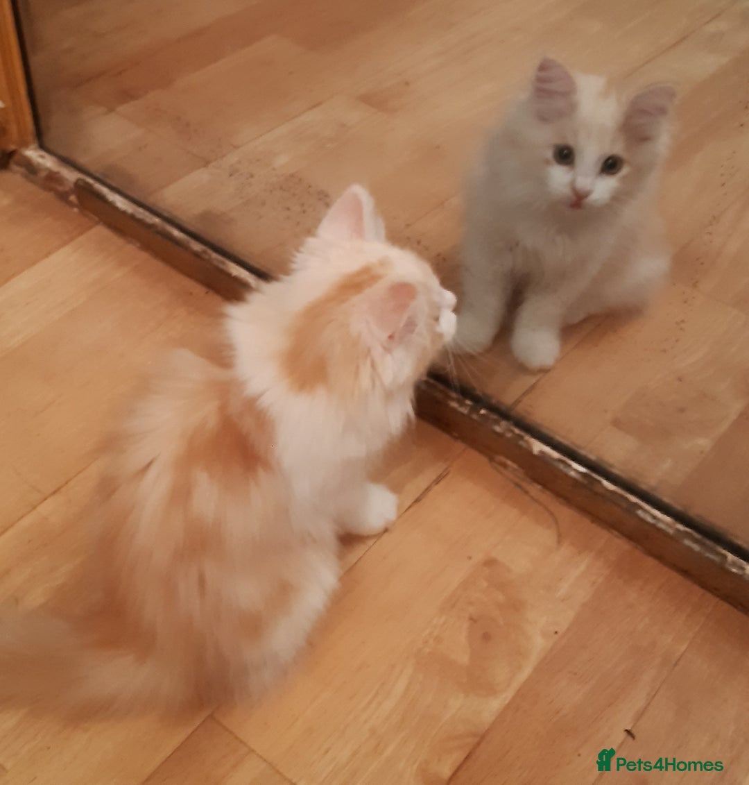 Siberian cats for sale: Three Beautiful Blond Siberian Kittens - Image 7