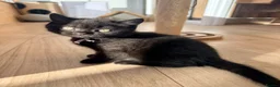 British Shorthair cats for sale:  🐱 Adorable bsh kittens looking for loving homes - Advert 25