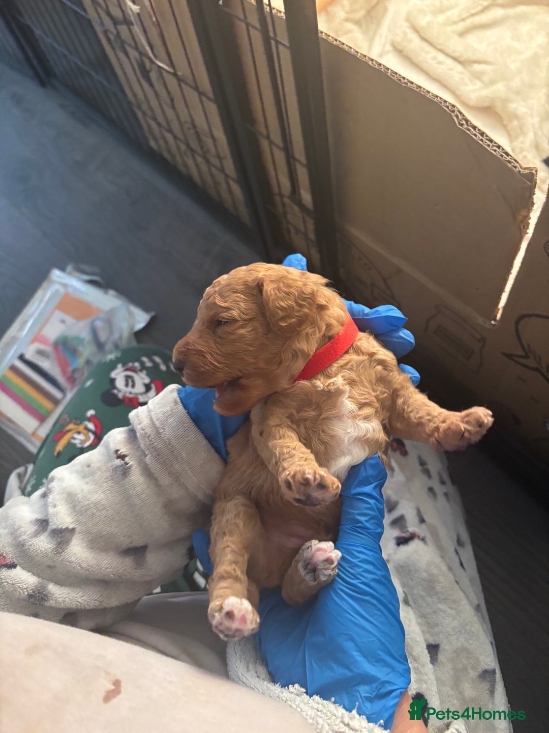 Cockapoo dogs for sale: Stunning Toy poodles ⭐️ - Advert 2