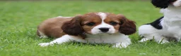 Cavapoo dogs for sale: Beautiful Cavapoo puppies for sale - Advert 11
