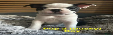 Boston Terrier 2