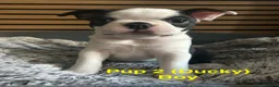 Boston Terrier dogs for sale: Beautiful Boston Terriers  in Camborne - Advert 5