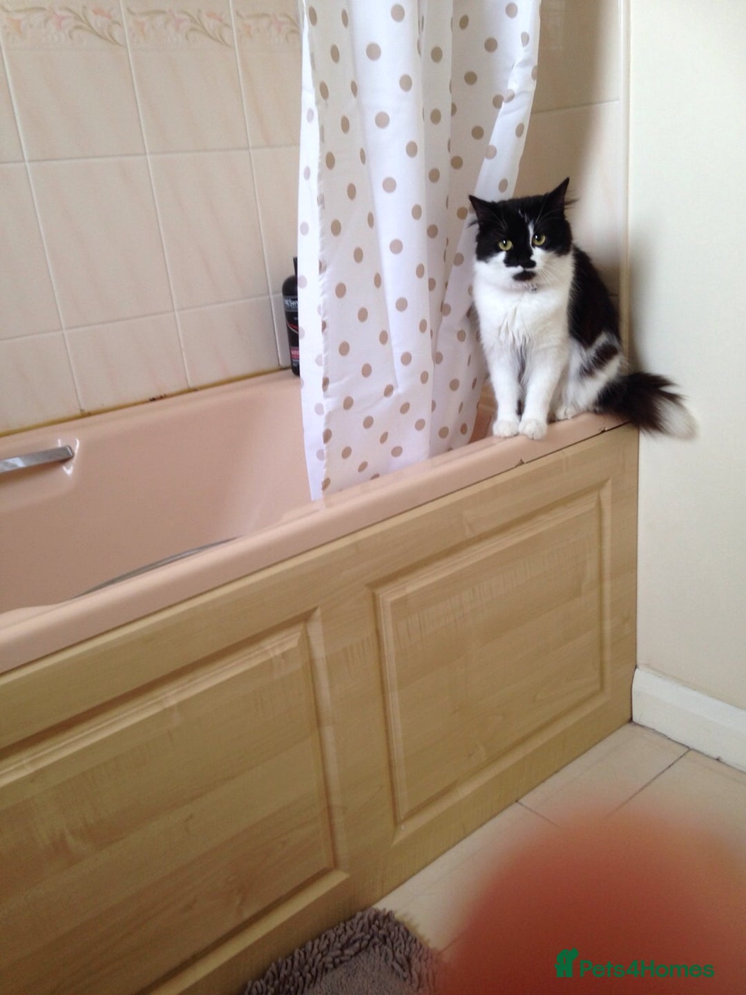 British Longhair cats for sale: Meet Tinca - Image 4