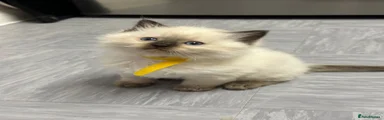 Yellow Boy