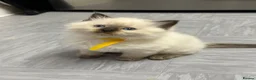 Ragdoll cats for sale: Pure Ragdolls/OPEN TO OFFERS - Advert 23
