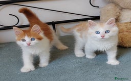Mixed Breed cats for sale: Kittens with Mittens!! Unique Maine Coon x  - Image 17