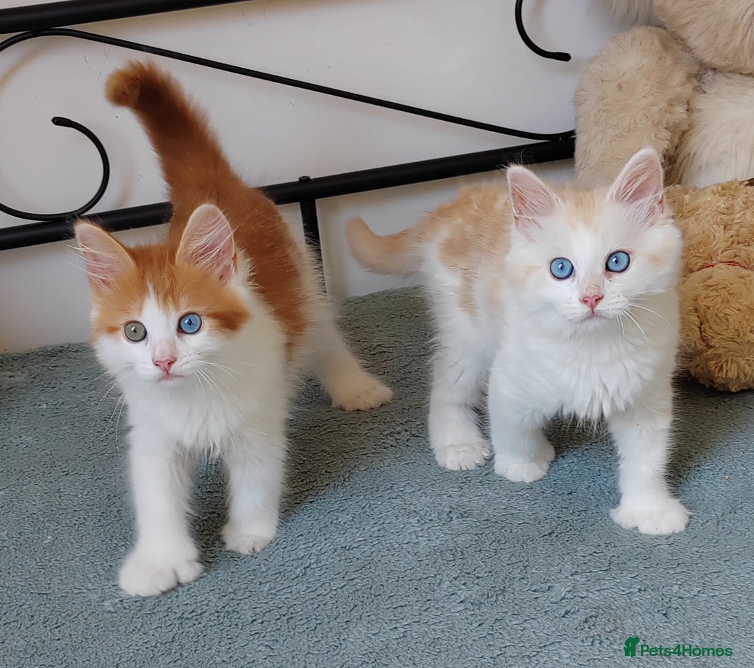 Mixed Breed cats for sale: Kittens with Mittens!! Unique Maine Coon x  - Image 17