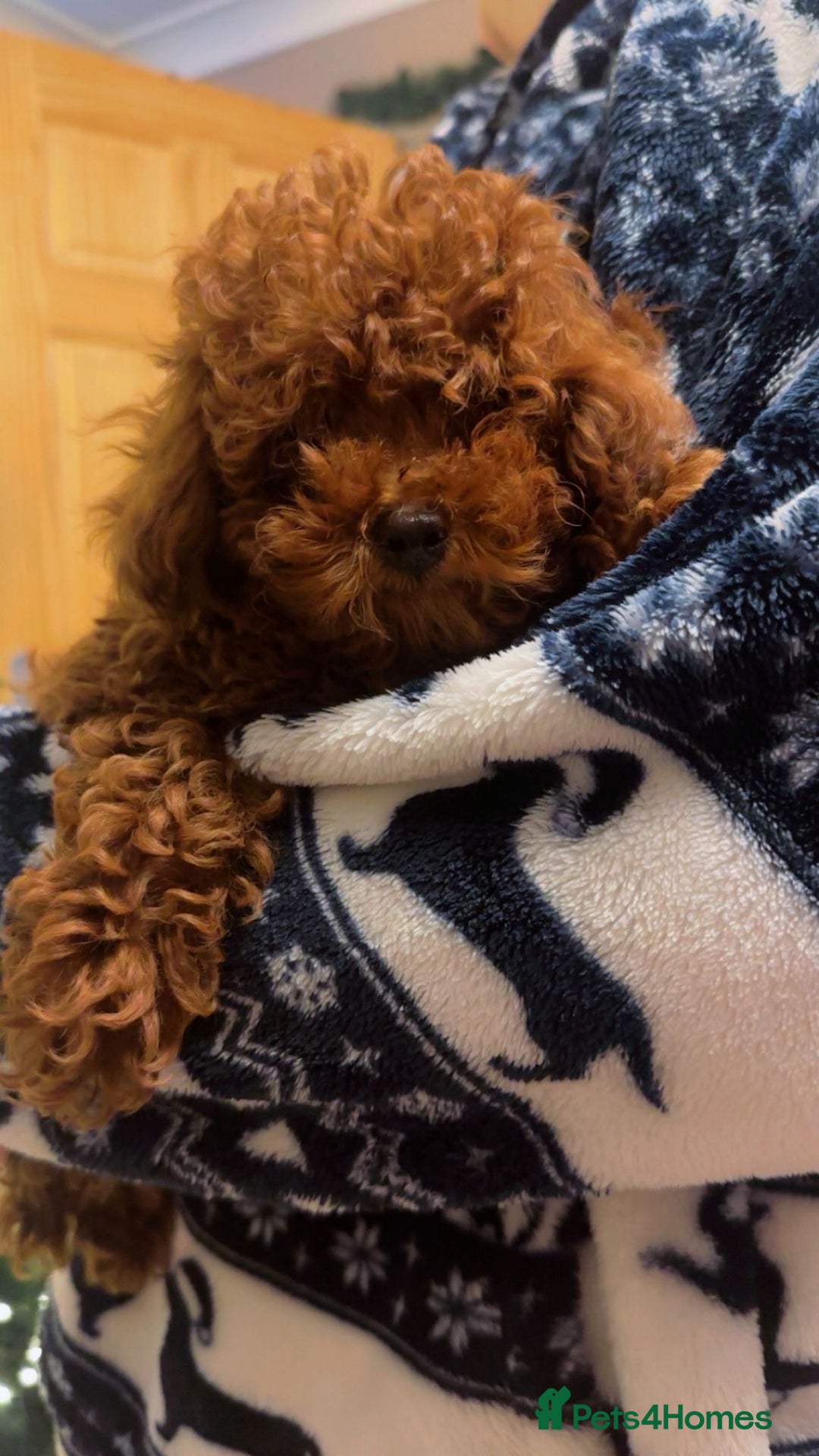 Toy Poodle dogs for sale: Asian Toy Poodle (Korean & Chineese) - Advert 5