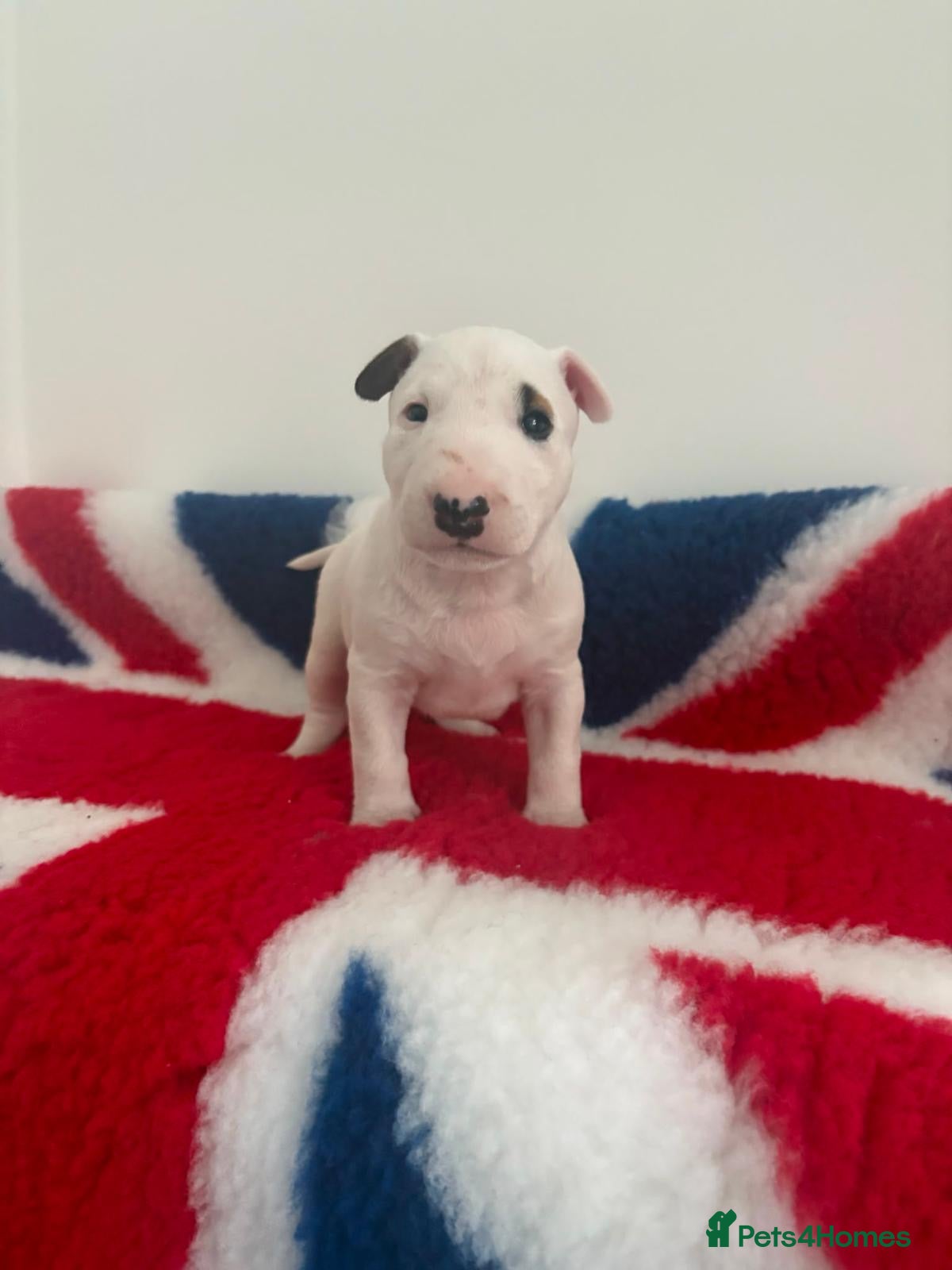 Bull Terrier dogs Top quality bull terrier puppies  - Advert 4