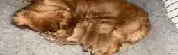 Cavalier King Charles Spaniel dogs for sale: Cavalier King Charles spaniel puppies  in Alloa - Advert 1