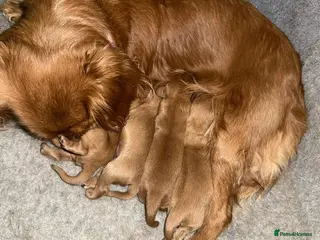 Cavalier King Charles Spaniel dogs Cavalier King Charles spaniel puppies in Alloa - Advert 1