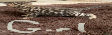 Bengal 2