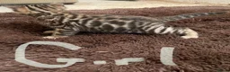 Bengal cats for sale: Tica registered bengals  in Chatham - Advert 6