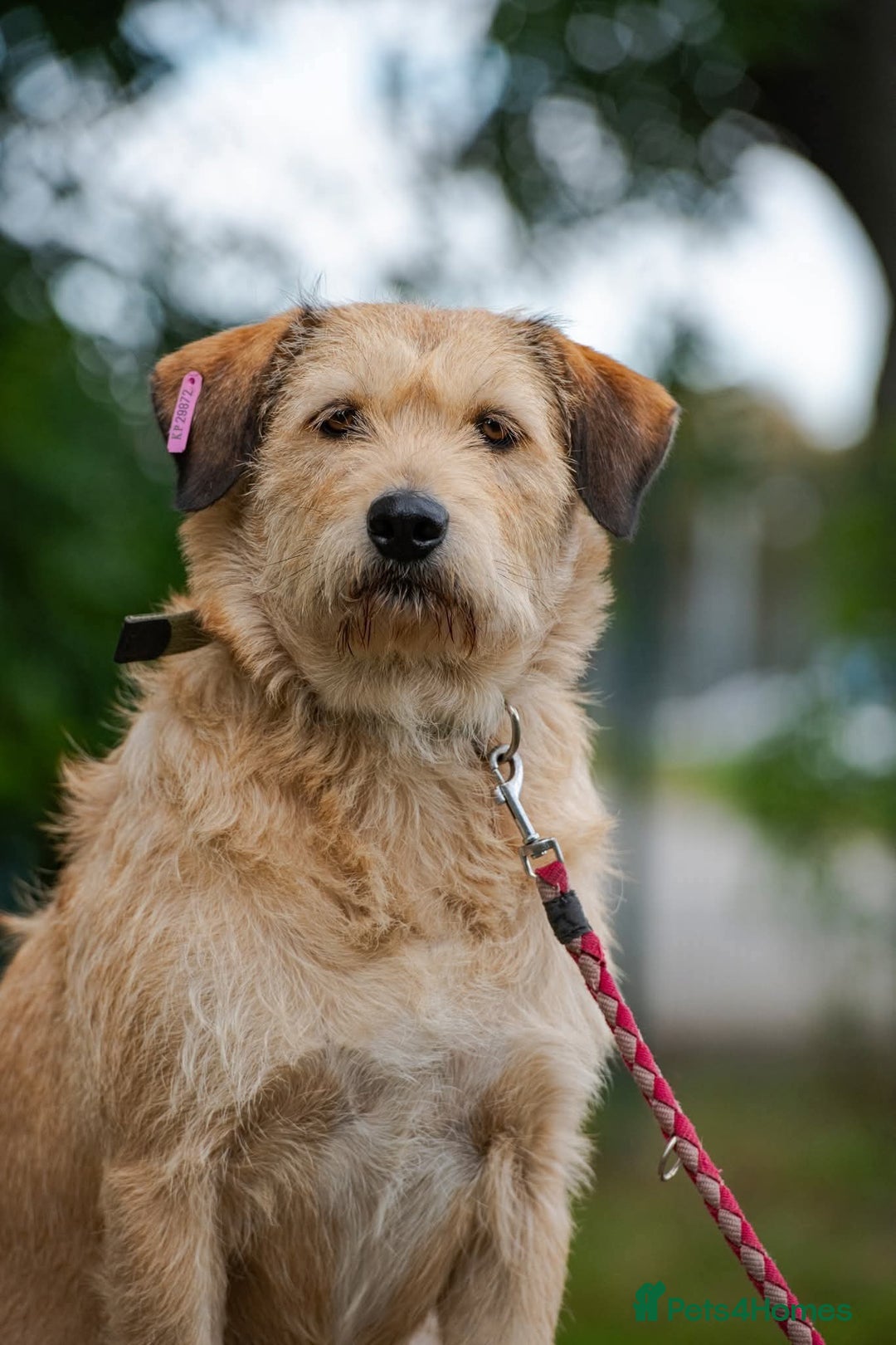 Mixed Breed dogs for adoption: 💖🐶 DUNA 🐶💖 - Advert 8