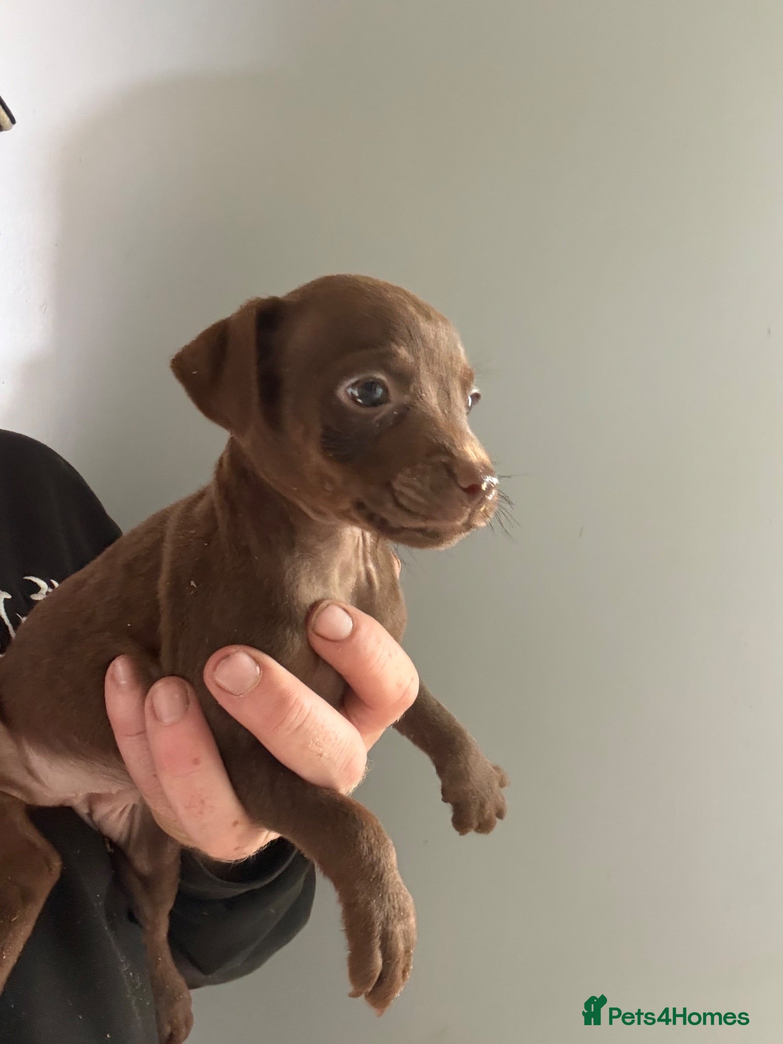 Patterdale Terrier dogs Quality 8 week old Patterdale Pups Available  - Advert 1
