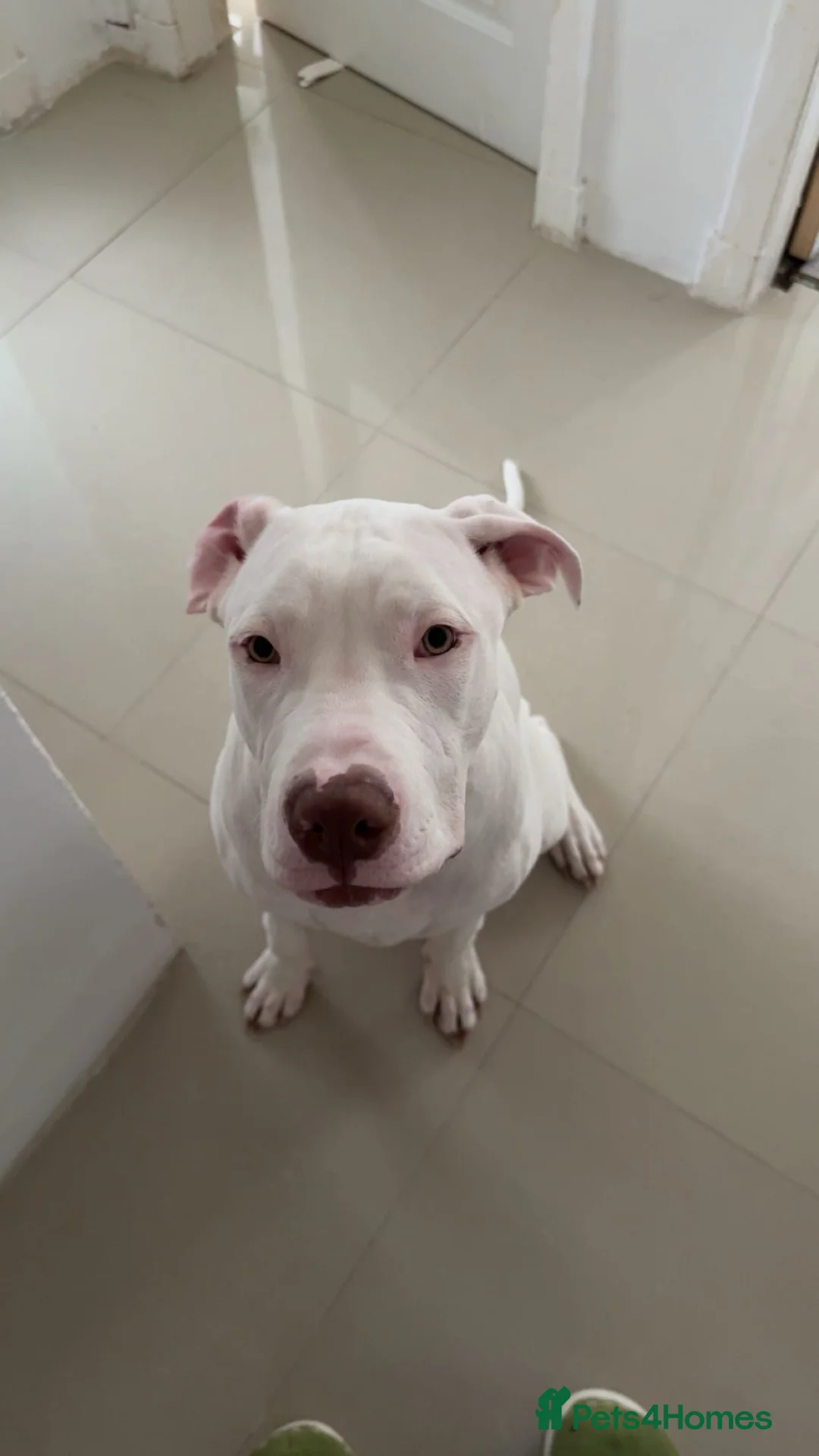 Mixed Breed dogs for sale: Cane Corso x Amstaff  in Airdrie - Advert 2