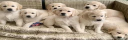 Golden Retriever dogs for sale: Exceptional Golden retriever litter planned  - Advert 9