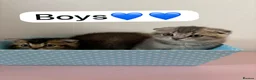 Scottish Fold cats for sale: Scottish Fold boys and girls ready to rehome  - Advert 14