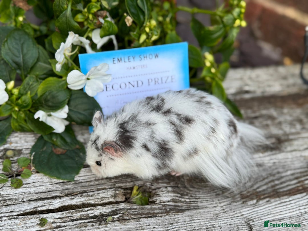 Hamster rodents for sale: Beautiful baby hamsters. Russian Dwarf and Syrian - Image 29