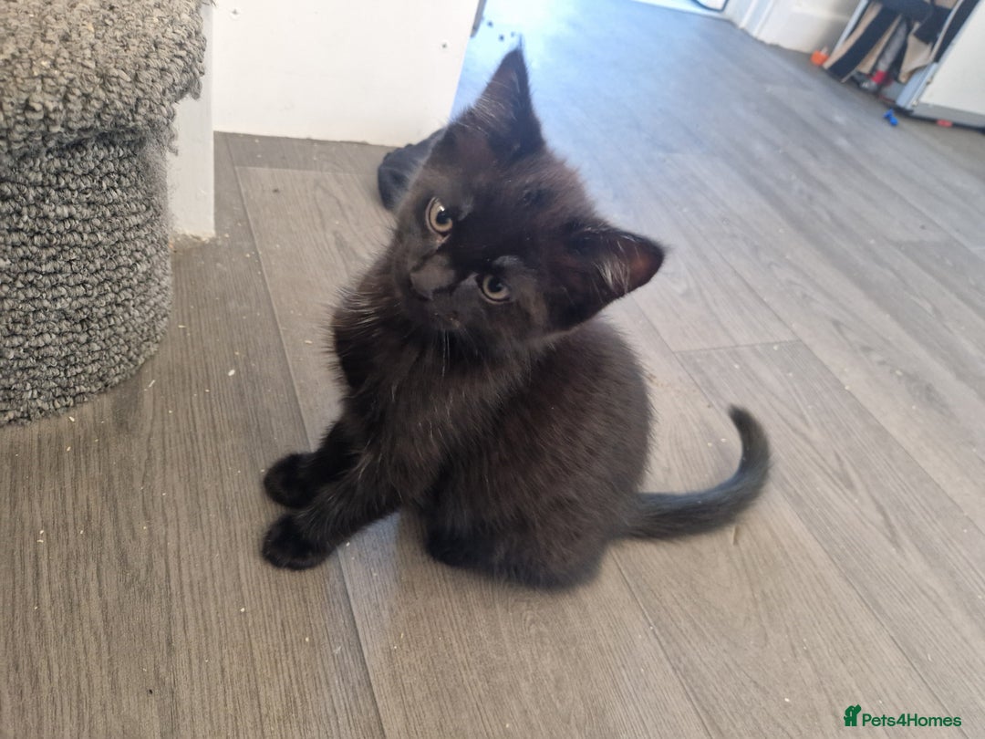 Ragdoll cats for sale: Kittens for sale - Advert 2