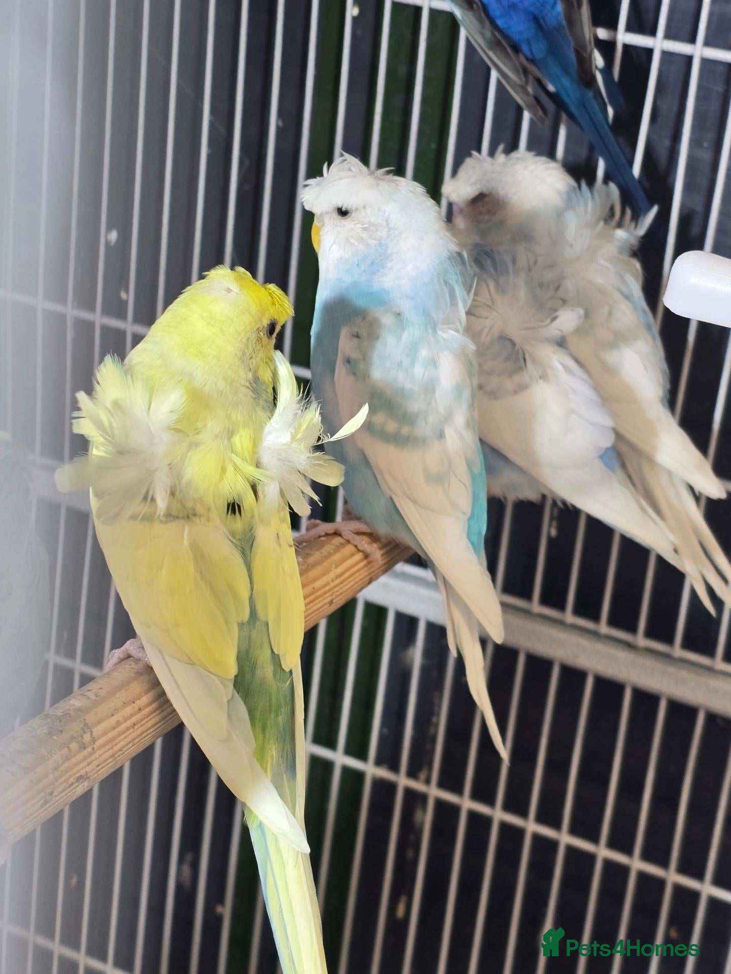Budgerigars birds Hogoromo Pied budgies  - Advert 1
